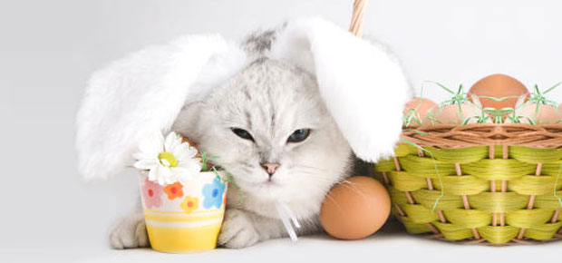 Joyeuse Pâques! Rencontre de lapins avec les chats - Tout Pour Mon Chat